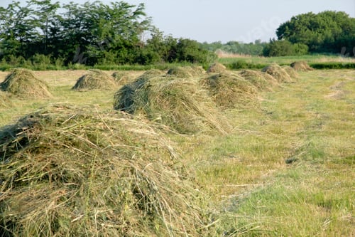 Preview: Agricultural landscape with sheafs of hay