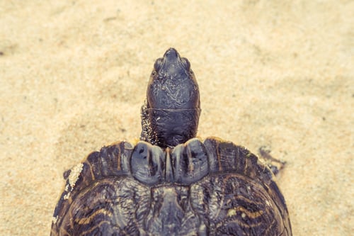 Preview: Sea turtle on sandy beach
