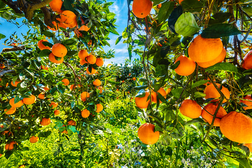 Preview: Ripe oranges on tree in orange garden.