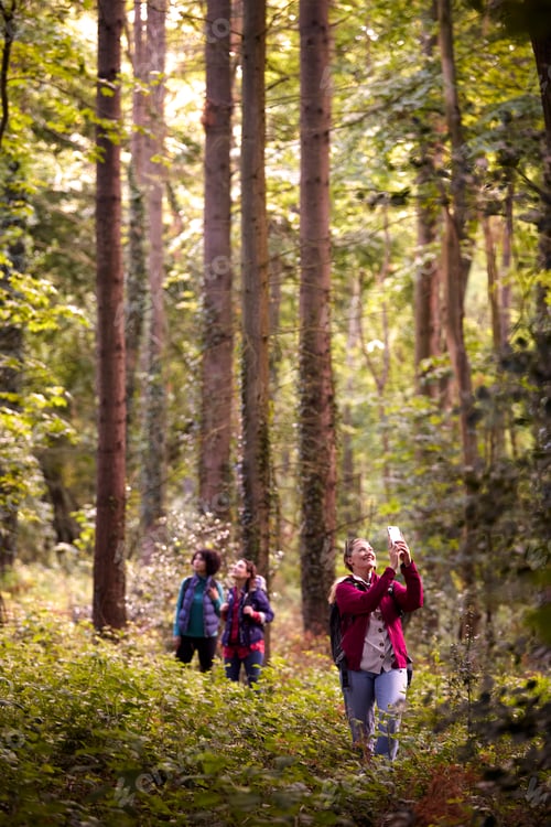 Preview: Woman Taking Photo On Mobile Phone As Group Of Female Friends On Holiday Hike Through Woods Together