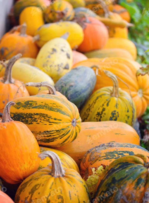 Preview: Harvest pumpkins. Different varieties of squashes and pumpkins