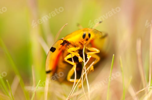 Preview: Closeup of ladybug on the meadow