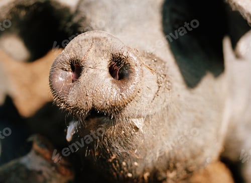 Preview: Close up of pig's snout