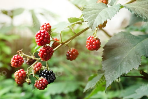 Preview: Blackberry bush with unripe berries in garden, closeup