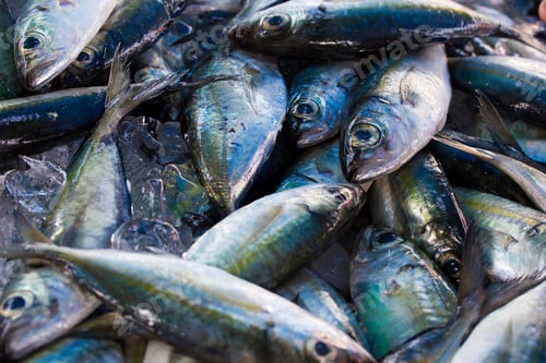 Preview: Chub mackerels, sea fish