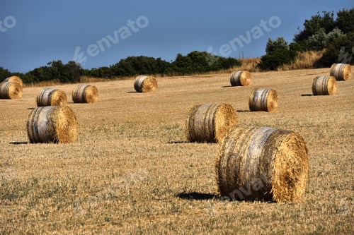 Preview: Straw bales, haystack after harvest against blue sky. Agricultural concept