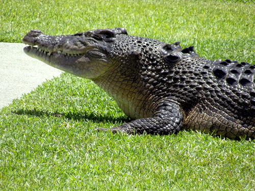 Preview: Freshwater crocodile