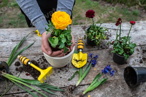 Preview: The farmer's hands Ranunculus asiaticus, held with roots in the tuber of the earth. Blooming ugly
