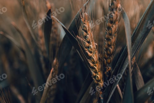Preview: Unripe ear of wheat in field, close up