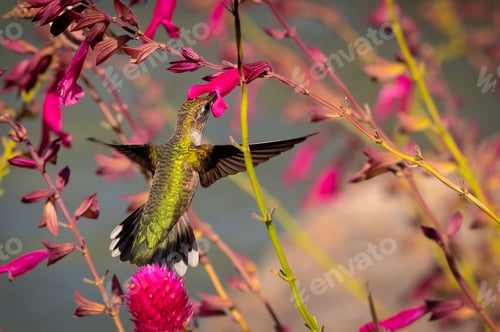Preview: Hummingbird and Pink Flowers