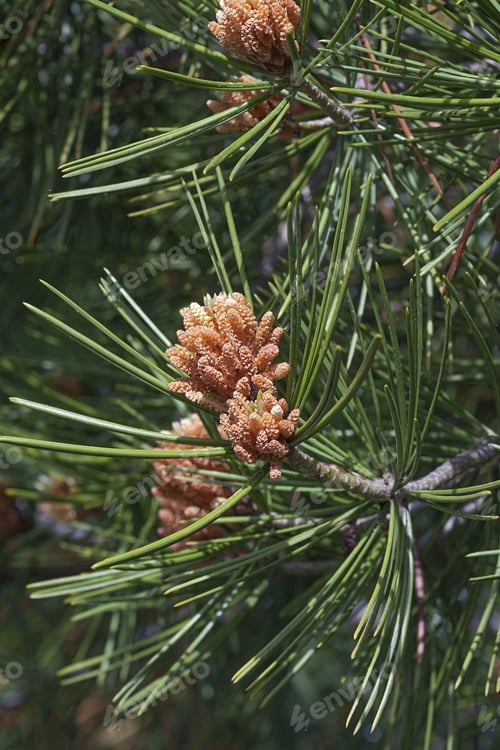 Preview: Lace-Bark Pine (Pinus Bungeana). Pollen Cones