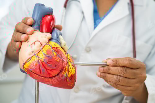 Preview: Cardiovascular disease CVD, Asian doctor holding human anatomy