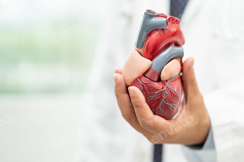 Preview: Cardiovascular disease CVD, Asian doctor holding human anatomy model for learn and treat heart