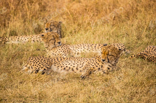 Preview: The family of cheetahs called the five musketeers sleeping on the ground in the Masai Mara. Kenya