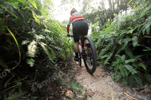 Preview: Cross country biking in summer forest