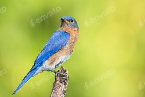 Preview: Eastern Bluebird