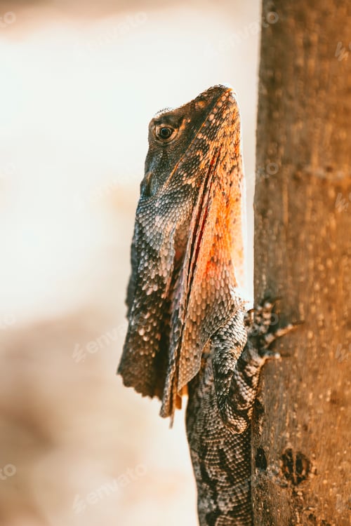 Preview: Closeup shot of a lizard on a tree