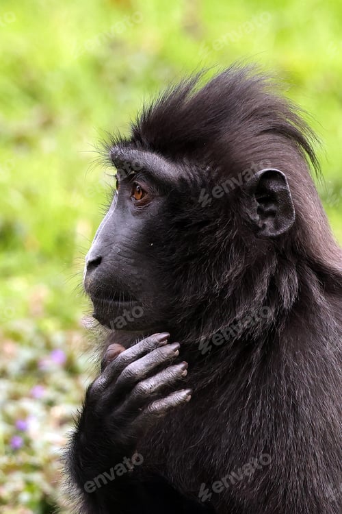 Preview: Crested Macaque (Macaca Nigra) in natural habitat