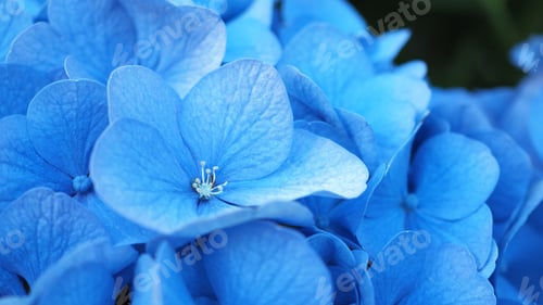 Preview: French Hydrangea and dark background. Blue Hydrangea or Hydrangea macrophylla or Hortensia flowers f