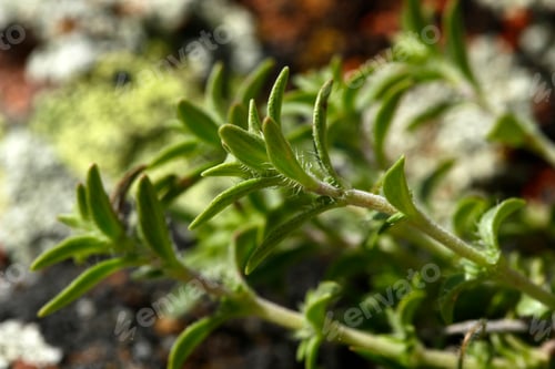 Preview: Original scented thyme.