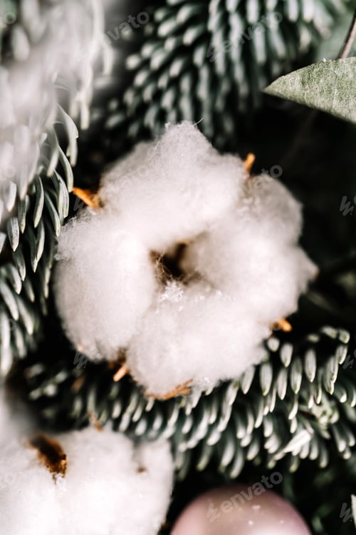 Preview: Decorative dried flower. White cotton close-up. Macro.