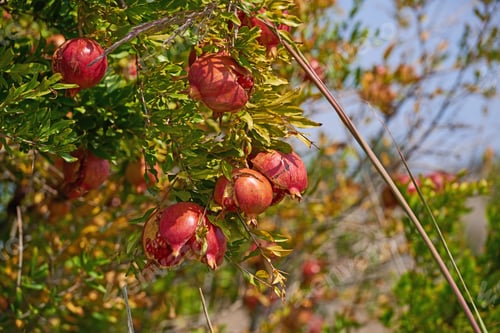 Preview: Pomegranates