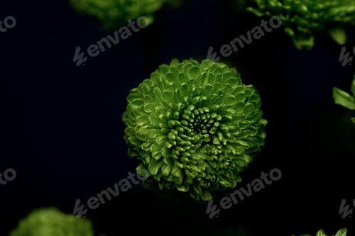 Preview: beautiful green flowers isolated on black