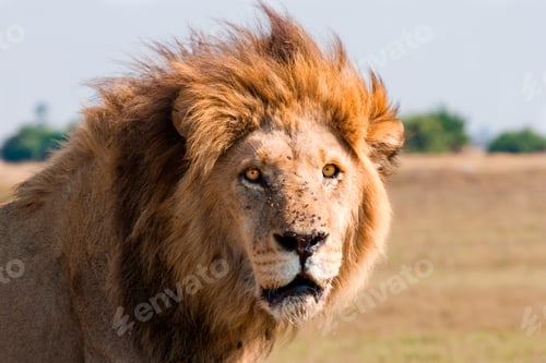 Preview: African lion male, Botswana
