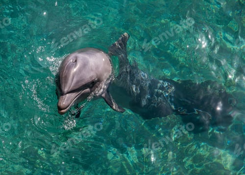 Preview: The dolphin