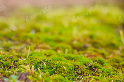Preview: Green moss close up. Macrocosm of plants. Early spring and gardening concept.