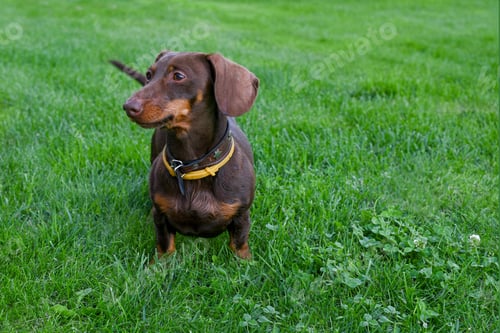 Preview: Cute dachshund dog with long ears sits on green grass