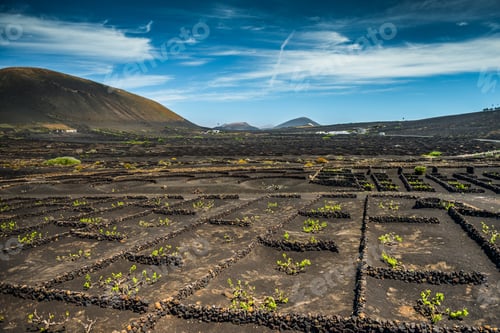Preview: Vineyards in La Geria,