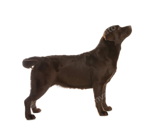 Preview: Chocolate labrador retriever standing on white background