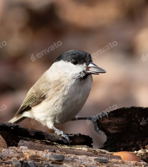 Preview: Marsh tit, Poecile palustris. A bird sits on a fallen tree with a sunflower seed in its beak