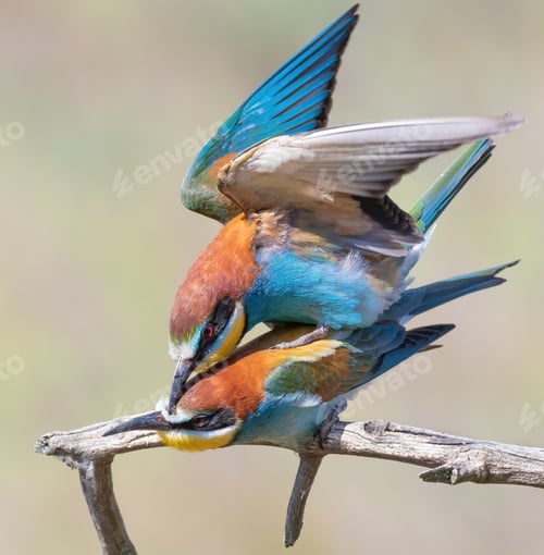 Preview: European bee-eater, Merops apiaster. A family of birds engaged in love games