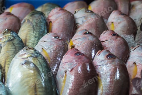 Preview: fresh red snappers and mackerel