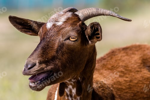 Preview: Brown goat
