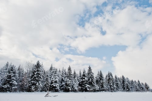 Preview: Snow Covered Evergreen Trees under Cloudy Sky