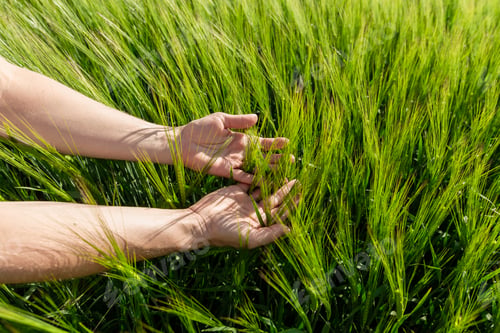 Preview: Close-up of Farmer hand holding green wheat ears in the field. Agricultural business.