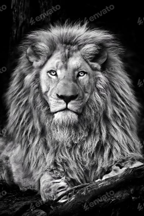 Preview: King of the jungle