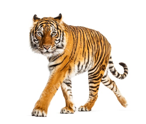 Preview: Tiger isolated