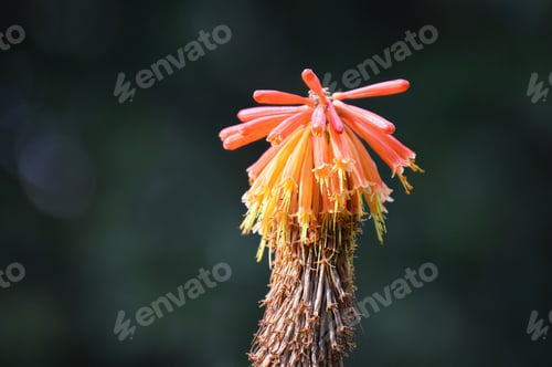 Preview: the last bloom of a Red Hot Poker flower