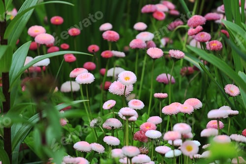 Preview: Flowers
