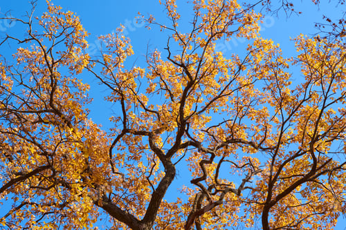 Preview: Autumn tree with a golden leaves against blue sky