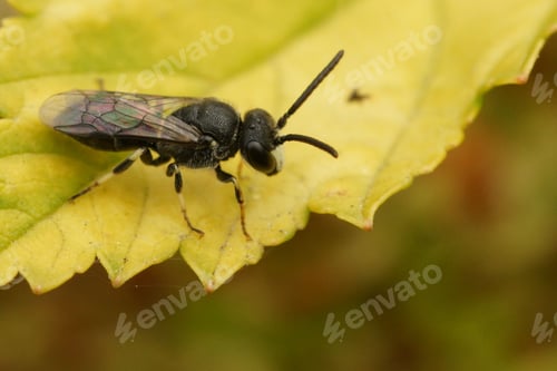 Preview: Closeup on a male Hairy Yellow-face Bee, Hylaeus hyalinatus, sitting on a green leaf in the garden