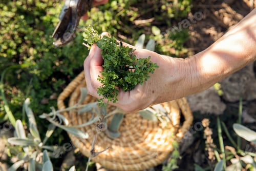 Preview: Mature woman gardening, cutting plant with secateurs, close-up