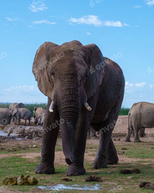 Preview: Elephants in South Africa, Family of elephant in Addo elephant park