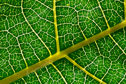 Preview: Leaf texture