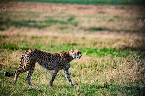 Preview: Cheetah Wildlife Wild Animas Maasai Mara National Game Reserve Kenya