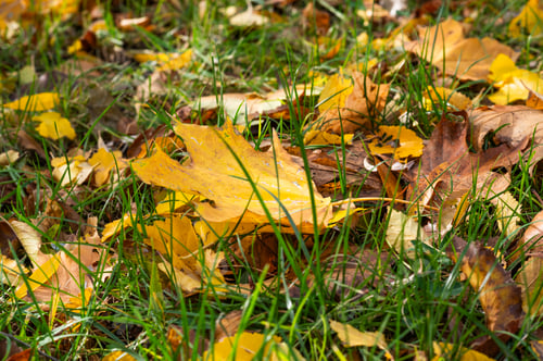 Preview: yellow leaves on green grass. the concept of autumn